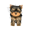 49754851770705|49754851934545