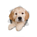 49754852393297|49754852622673