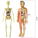 Model de corp uman cu schelet