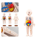 Jucărie creativă pentru copii mici - Model de corp uman cu organe