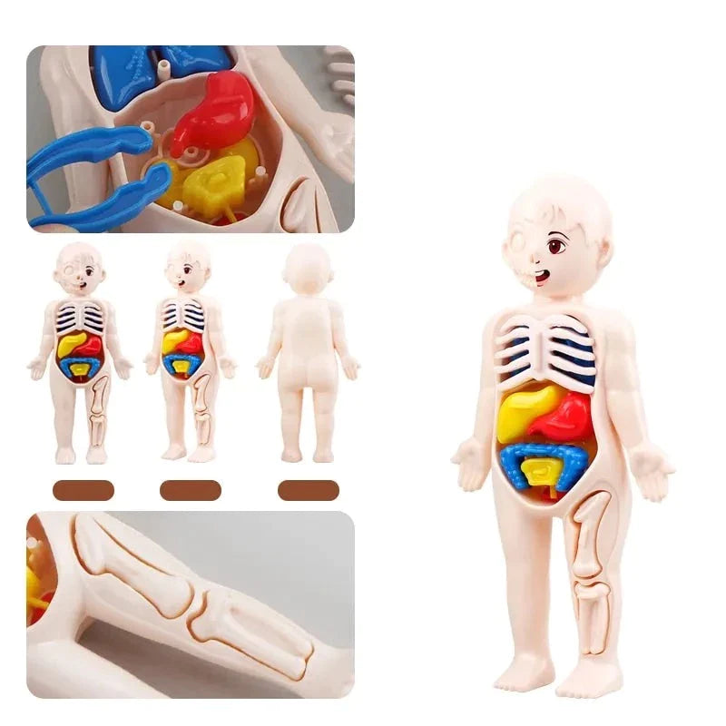 Jucărie creativă pentru copii mici - Model de corp uman cu organe